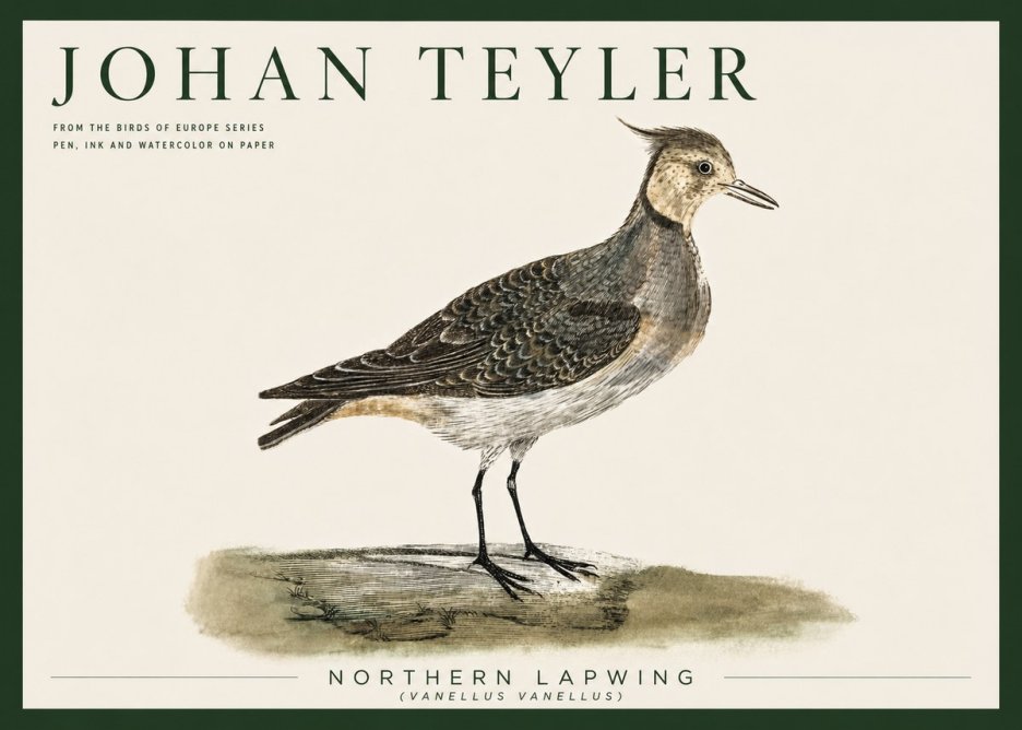Johan Teyler Northern Lapwing (Vanellus Vanellus) No5 - Plakat