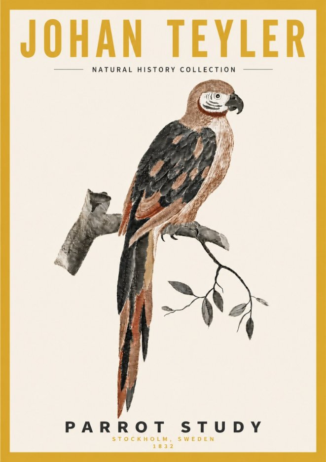 Johan Teyler Parrot Study I No4 - Plakat