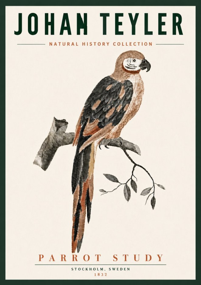 Johan Teyler Parrot Study I No6 - Plakat