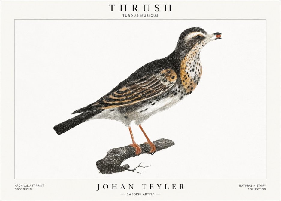 Johan Teyler Thrush No1 - Plakat