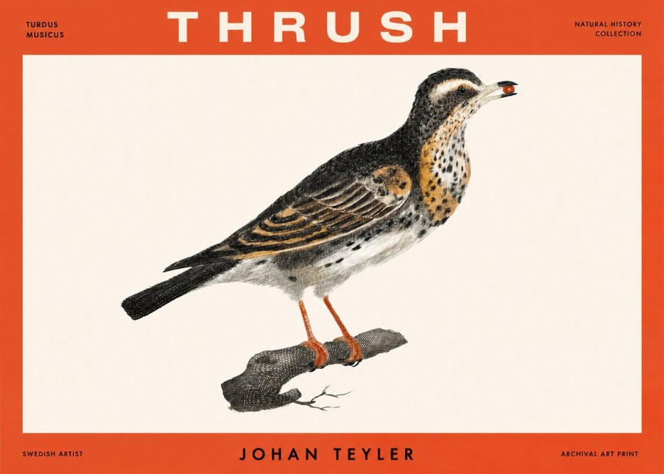 Johan Teyler Thrush No2 - Plakat
