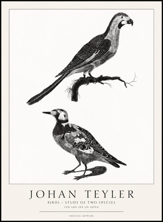 Johan Teyler Birds - Study of Two Species No1 - Plakat