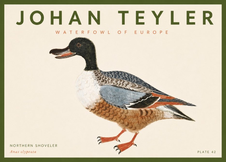 Johan Teyler Northern Shoveler (Anas Clypeata) No4 - Plakat