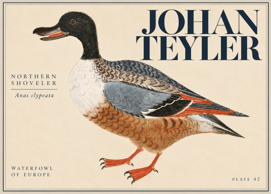 Johan Teyler Northern Shoveler (Anas Clypeata) No5 - Plakat