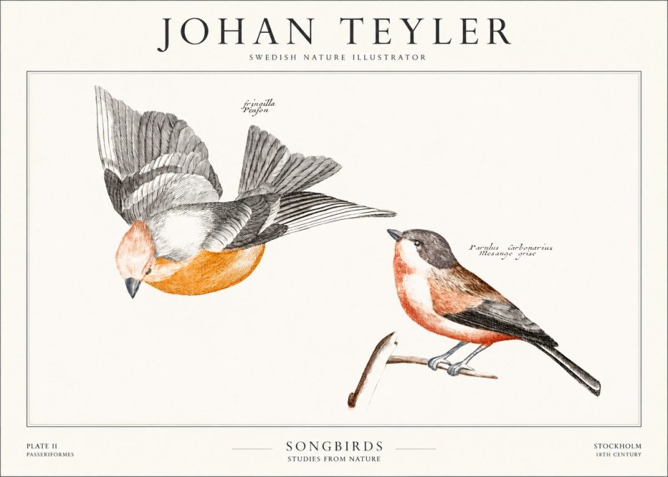 Johan Teyler Songbirds - Plate Ii No1 - Plakat