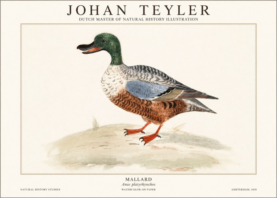 Johan Teyler A Study of a Duck No2 - Plakat