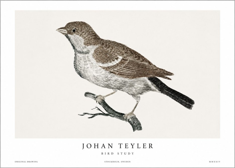 Johan Teyler Bird Study II No1 - Plakat