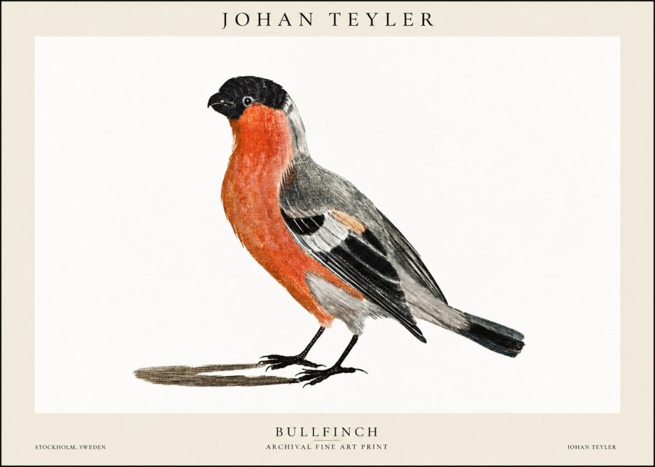 Johan Teyler Bullfinch No1 - Plakat