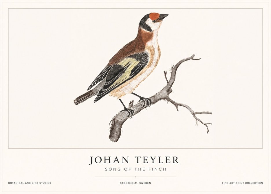 Johan Teyler Song of the Finch No1 - Plakat