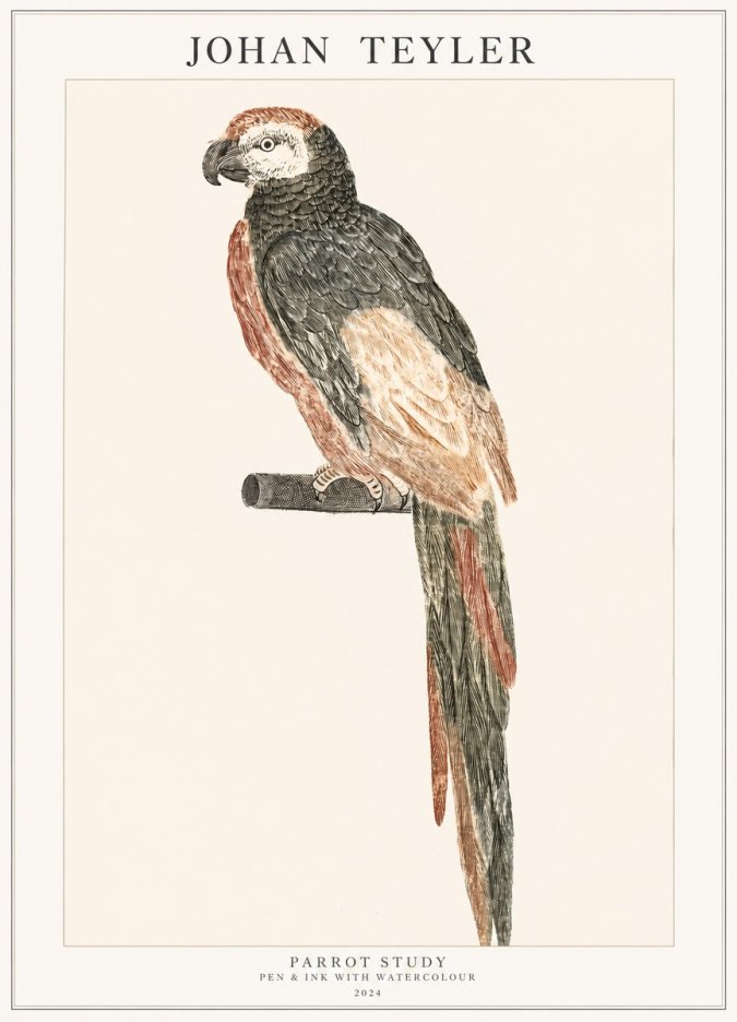 Johan Teyler Parrot Study II No1 - Plakat