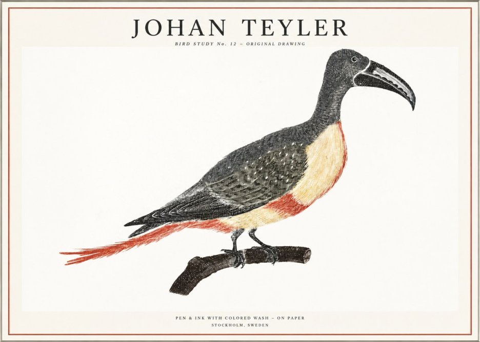 Johan Teyler Bird Study No. 12 - Original Drawing No1 - Plakat