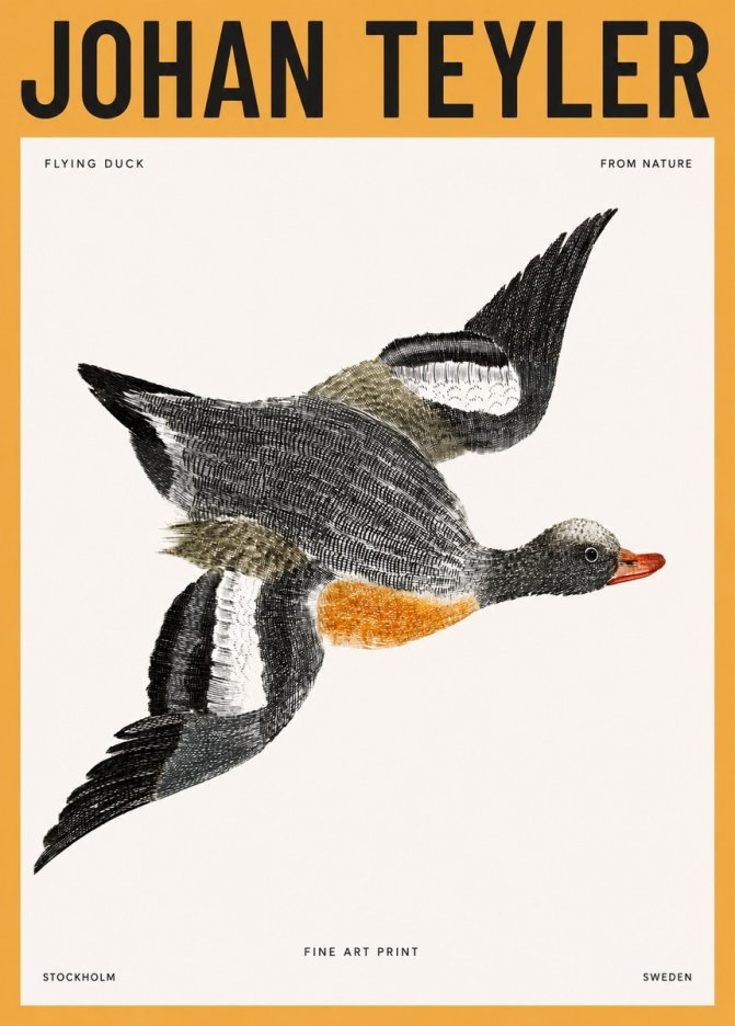 Johan Teyler Flying Duck No3 - Plakat