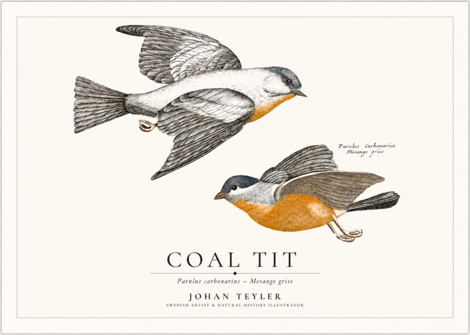 Johan Teyler Coal Tit No1 - Plakat