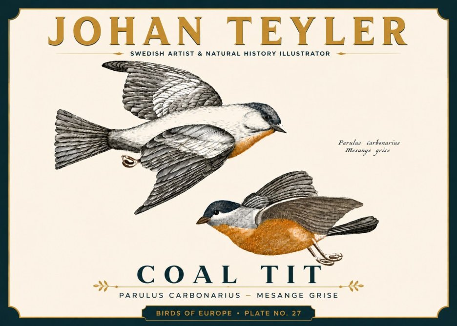 Johan Teyler Coal Tit No6 - Plakat