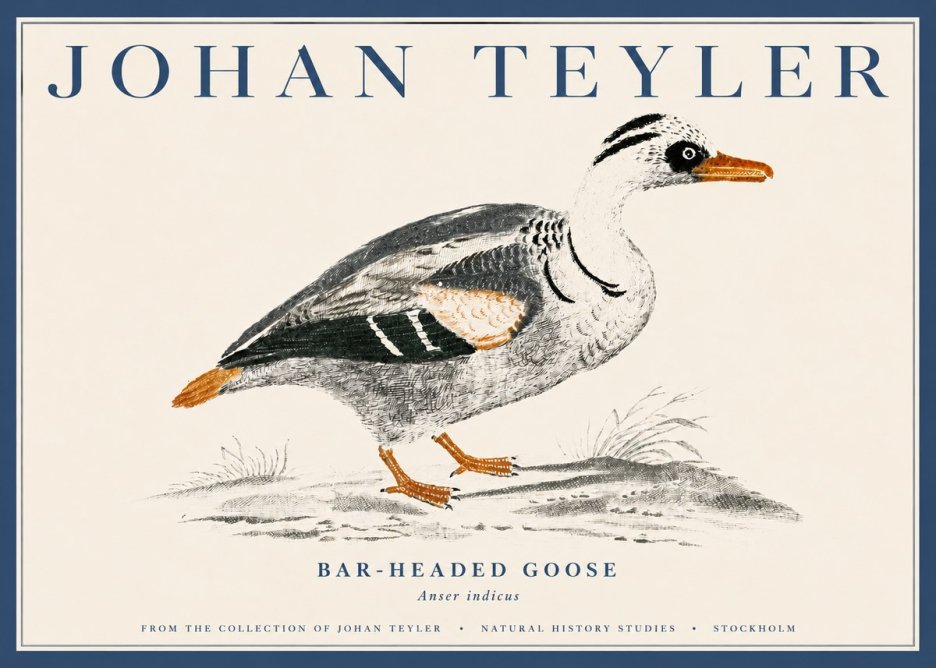 Johan Teyler Bar-headed Goose No4 - Plakat