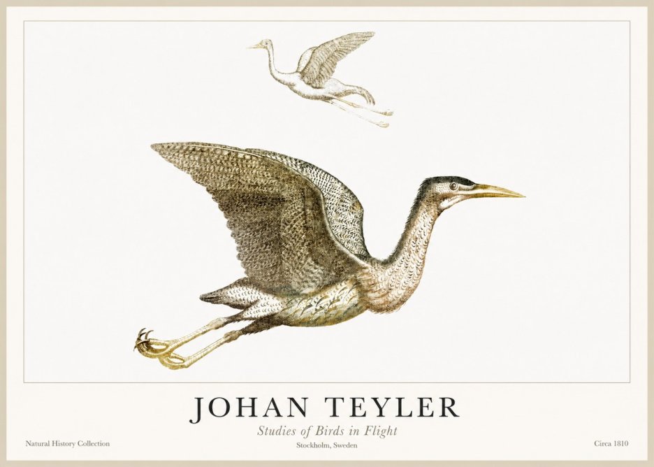 Johan Teyler Studies of Birds in Flight No1 - Plakat