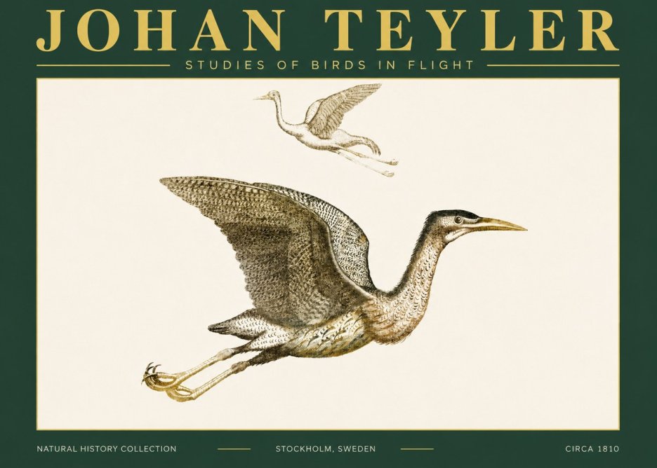Johan Teyler Studies of Birds in Flight No4 - Plakat