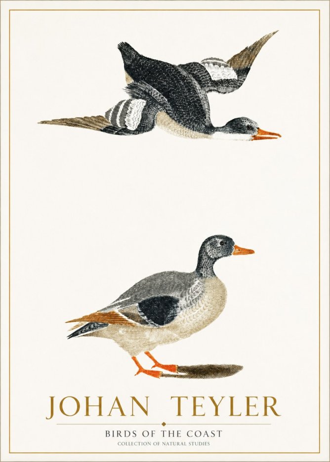 Johan Teyler Birds of the Coast No1 - Plakat