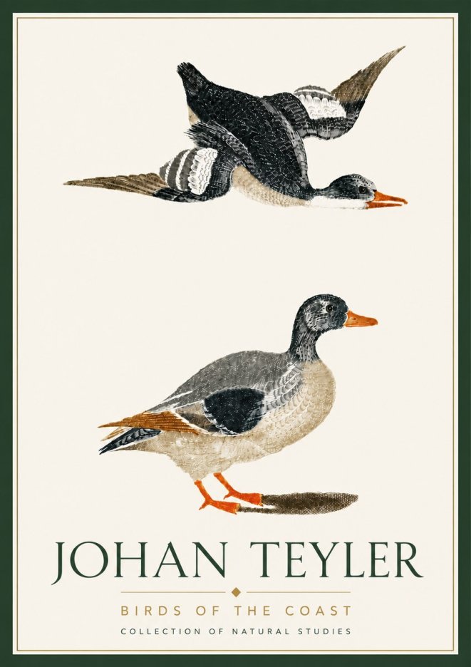 Johan Teyler Birds of the Coast No6 - Plakat