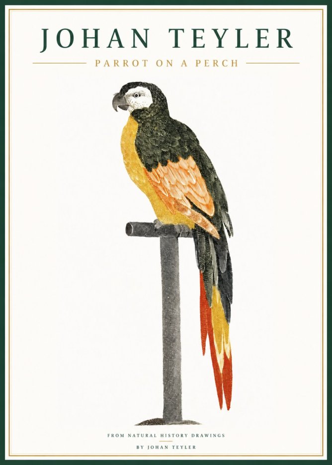 Johan Teyler Parrot on a Perch No1 - Plakat
