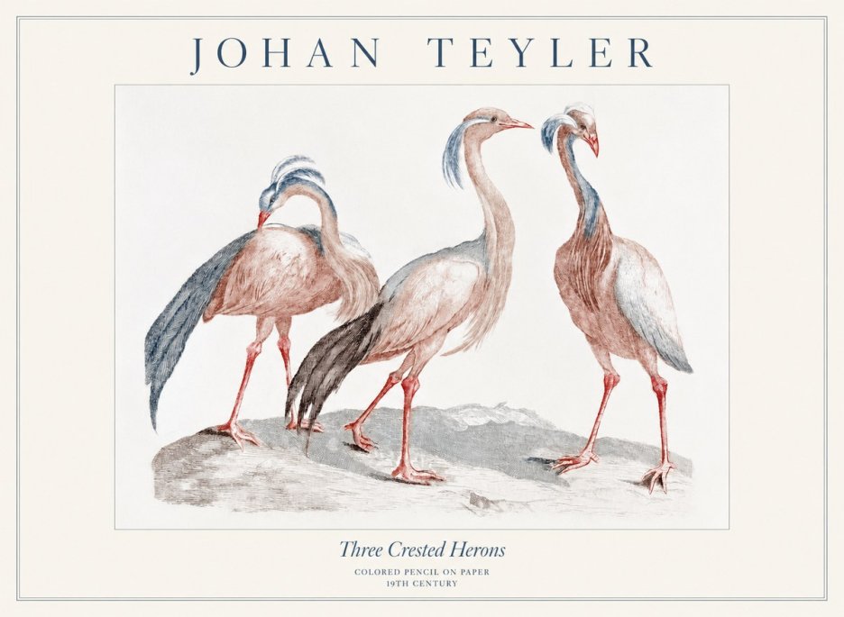Johan Teyler Three Crested Herons No1 - Plakat