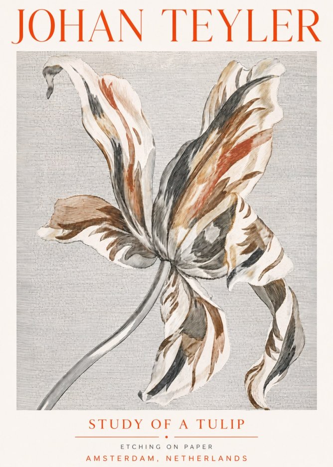 Johan Teyler Study of a Tulip No5 - Plakat