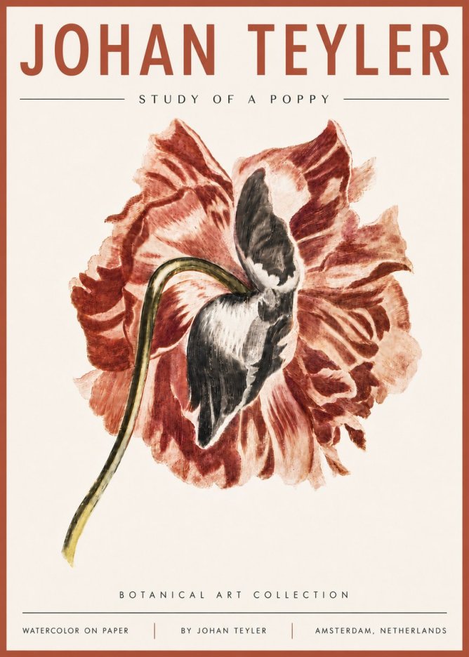 Johan Teyler Study of a Poppy No6 - Plakat