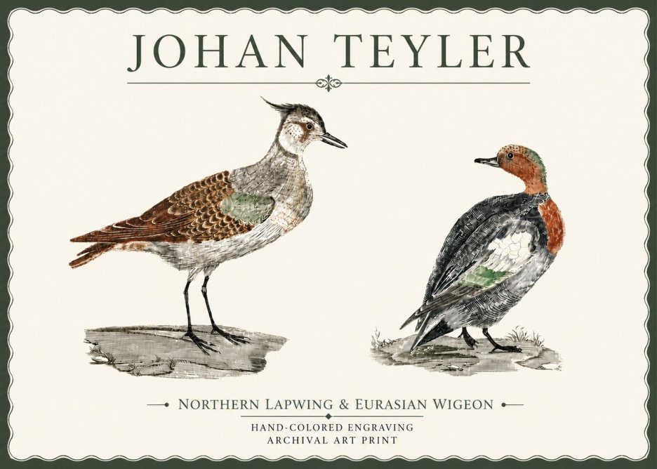 Johan Teyler Northern Lapwing & Eurasian Wigeon No4 - Plakat