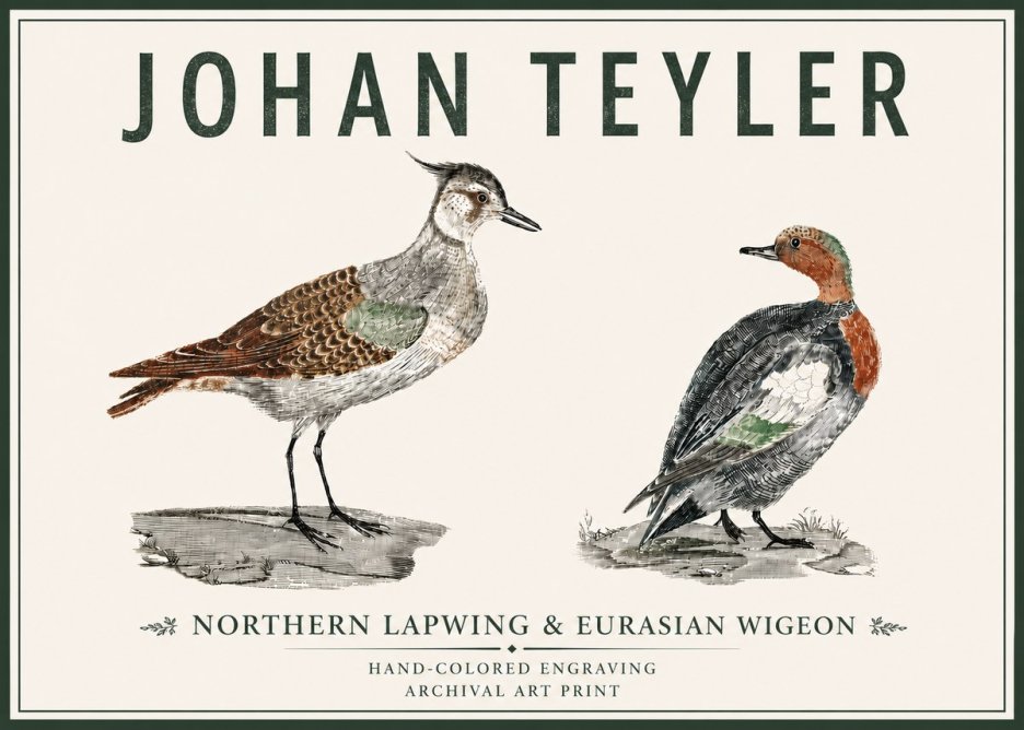 Johan Teyler Northern Lapwing & Eurasian Wigeon No5 - Plakat