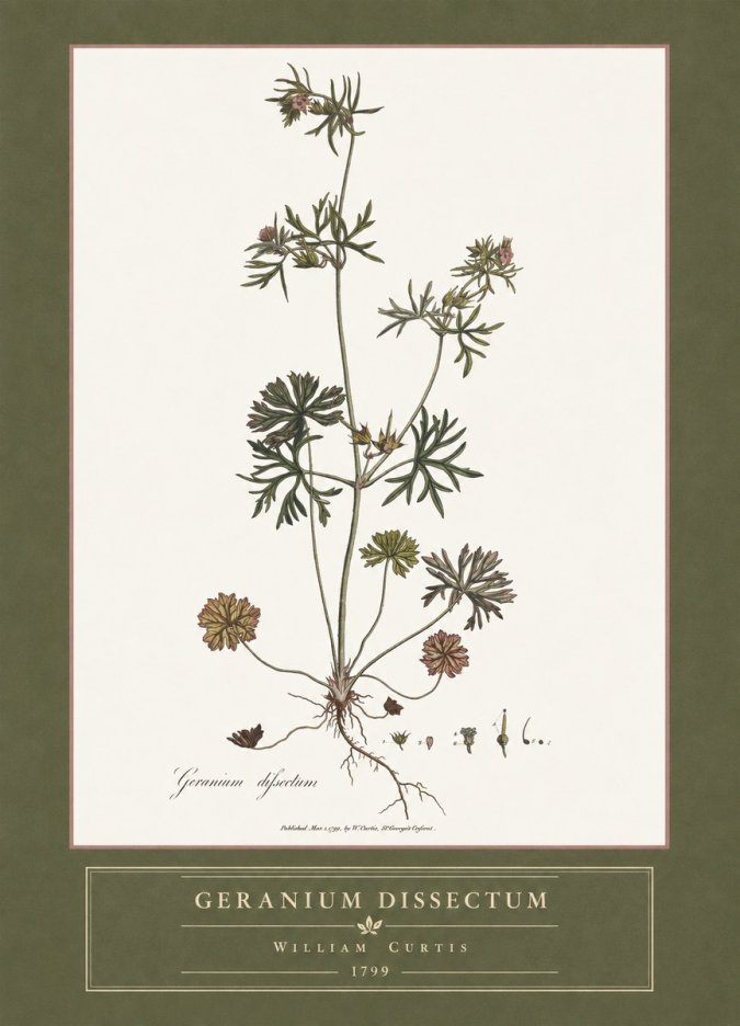 William Curtis Geranium Dissectum I No4 - Plakat
