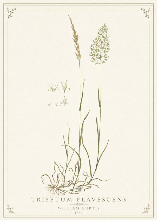 William Curtis Trisetum Flavescens II No1 - Plakat
