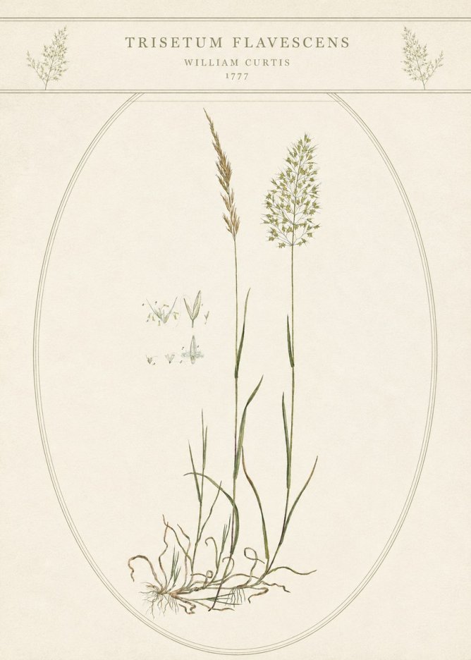 William Curtis Trisetum Flavescens II No5 - Plakat