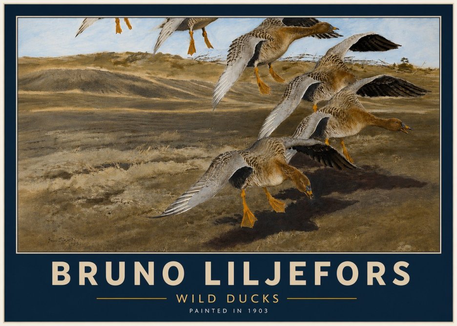Bruno Liljefors Wild Ducks I No4 - Plakat