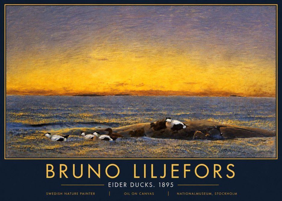 Bruno Liljefors Eider Ducks. 1895 No5 - Plakat