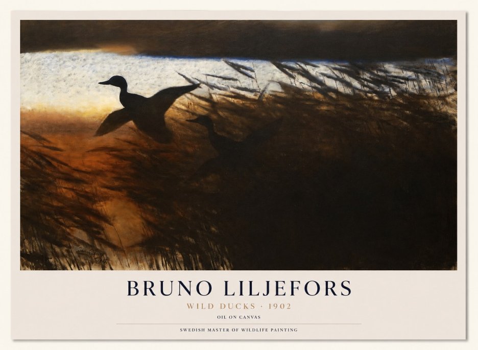 Bruno Liljefors Wild Ducks II No1 - Plakat
