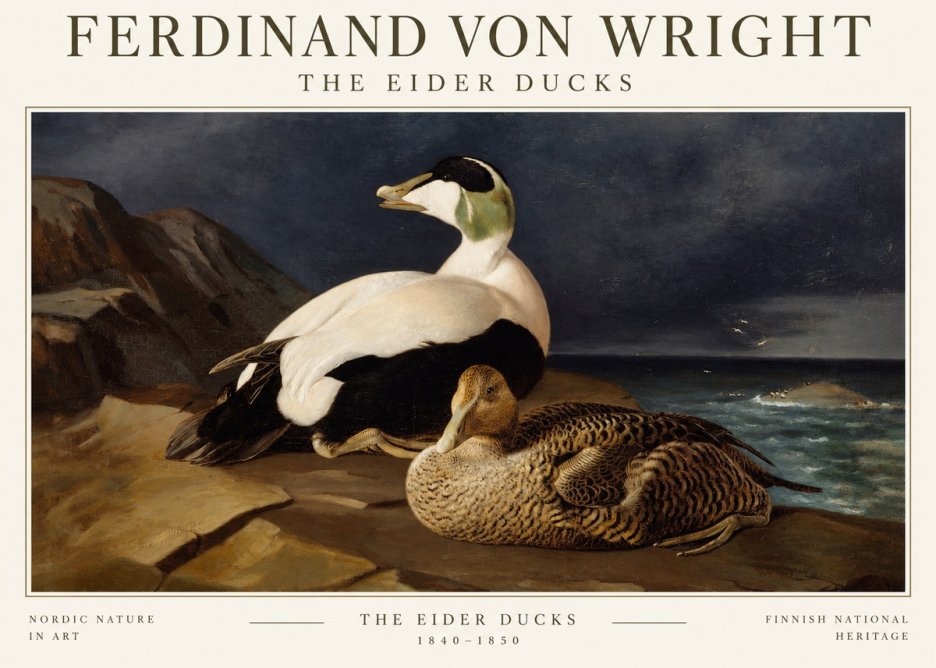 Ferdinand von Wright Eiders on a Rocky Shore No3 - Plakat