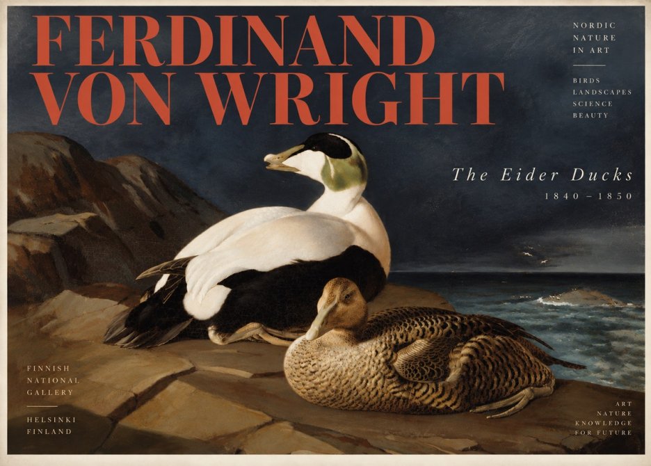 Ferdinand von Wright Eiders on a Rocky Shore No6 - Plakat