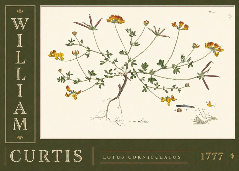 William Curtis Lotus Corniculatus II No5 - Plakat