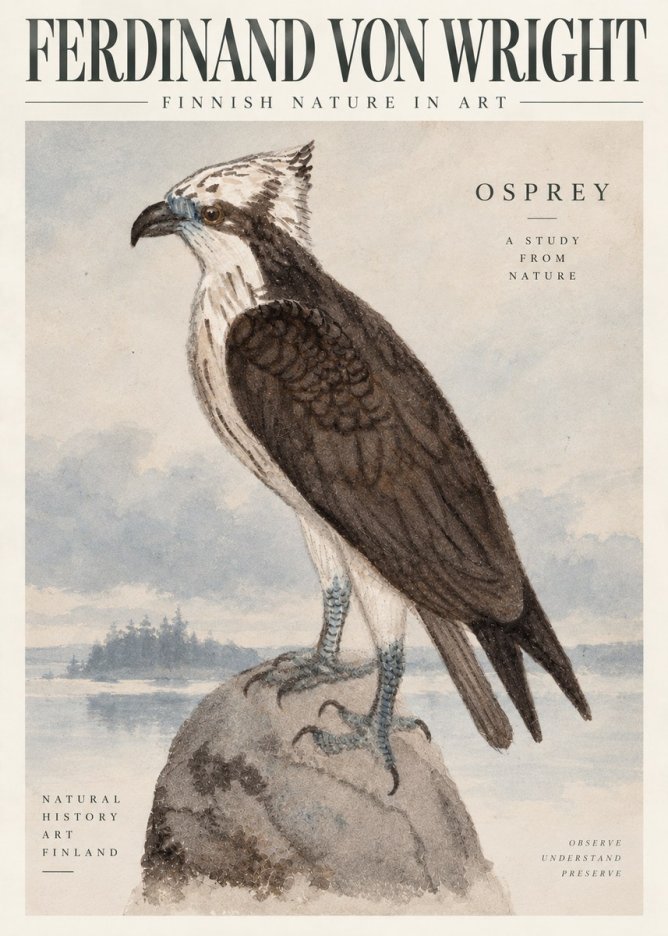 Ferdinand von Wright Osprey No6 - Plakat