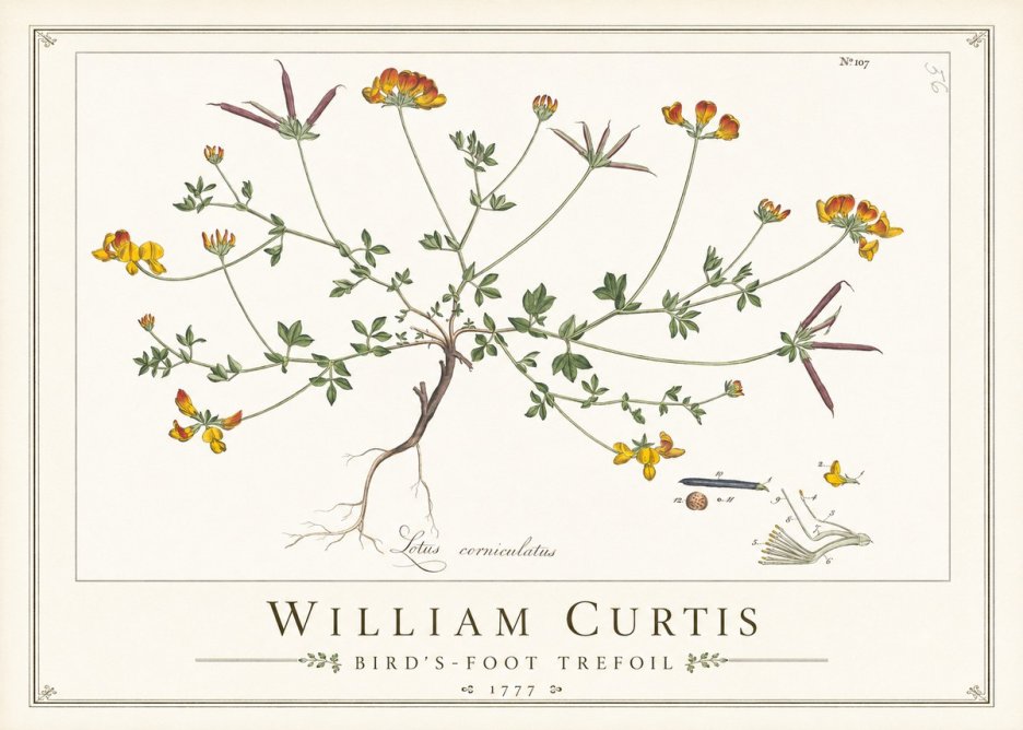 William Curtis Bird's-foot Trefoil No1 - Plakat