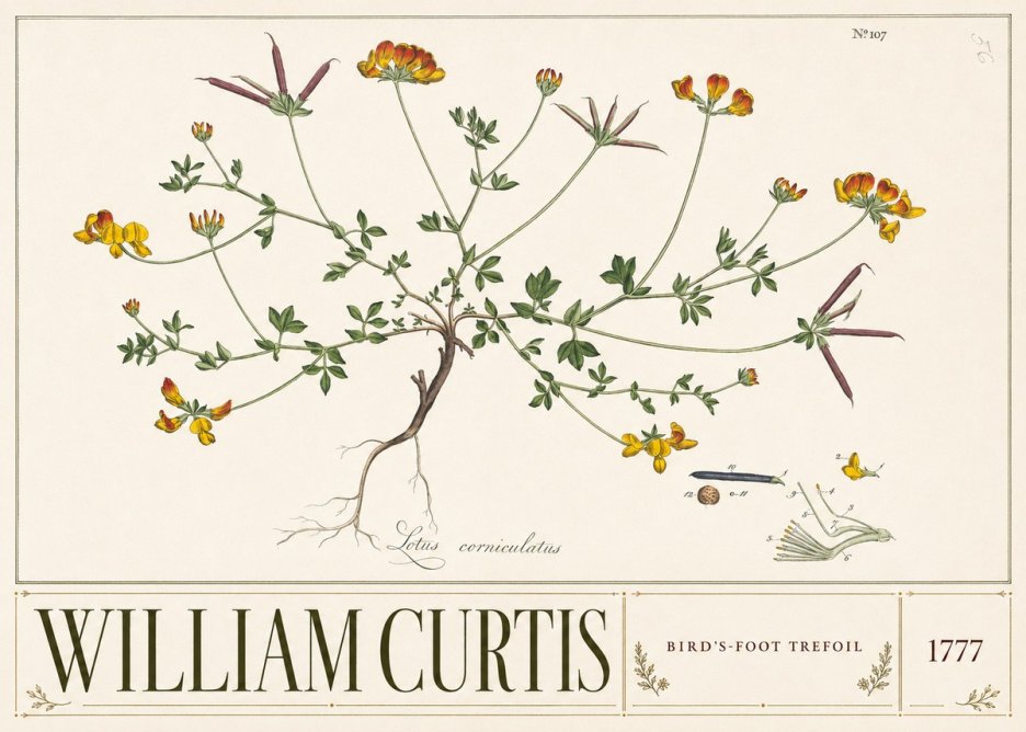 William Curtis Bird's-foot Trefoil No3 - Plakat