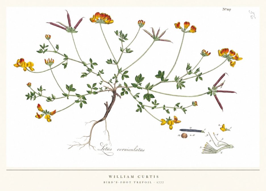 William Curtis Bird's-foot Trefoil No5 - Plakat