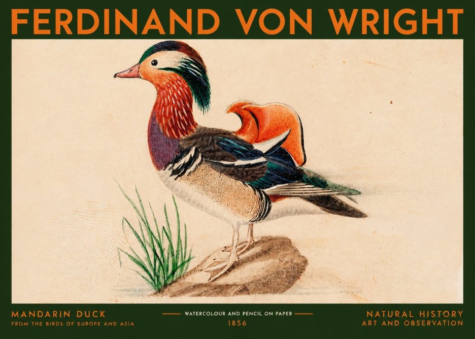 Ferdinand von Wright Mandarin Duck No2 - Plakat