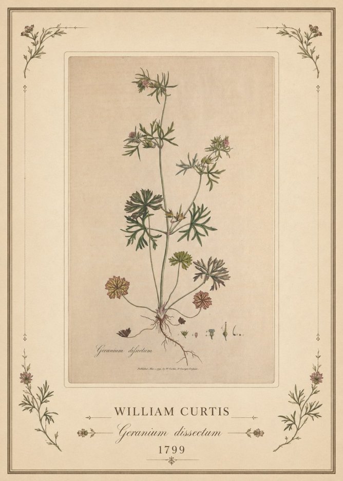 William Curtis Geranium Dissectum II No1 - Plakat