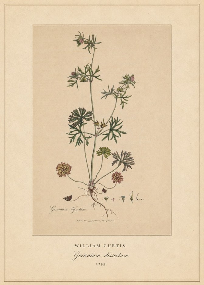 William Curtis Geranium Dissectum II No4 - Plakat