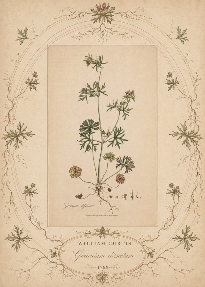 William Curtis Geranium Dissectum II No5 - Plakat