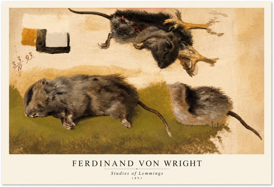 Ferdinand von Wright Studies of Lemmings No1 - Plakat