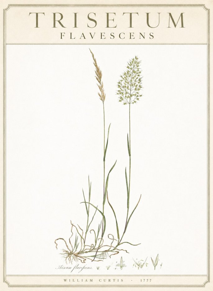 William Curtis Trisetum Flavescens III No3 - Plakat
