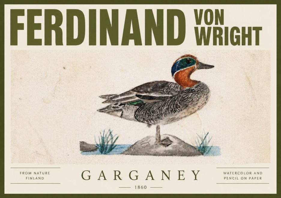 Ferdinand von Wright Garganey No4 - Plakat