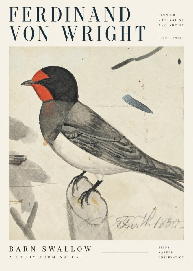 Ferdinand von Wright The Swallow No5 - Plakat